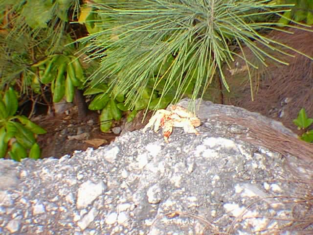 Crab1