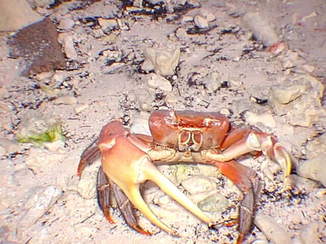 Crab11