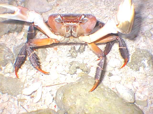 Crab12