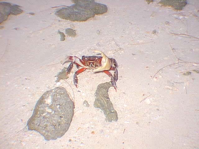 Crab14