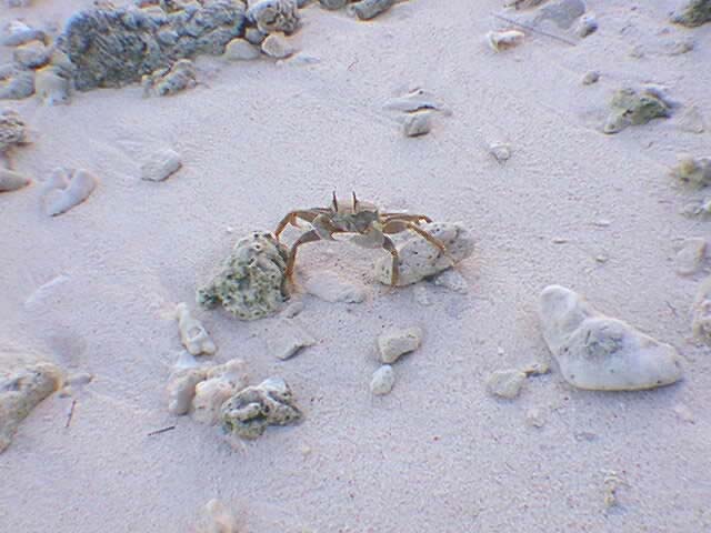 Crab18