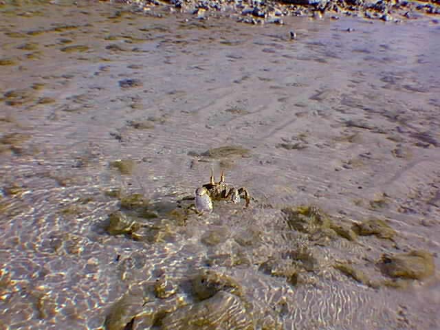 Crab19