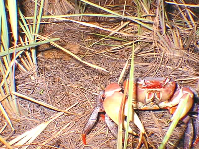 Crab7