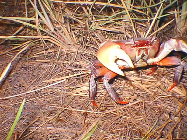 Crab8