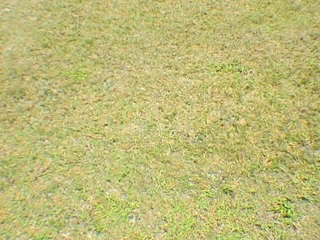 Grass1