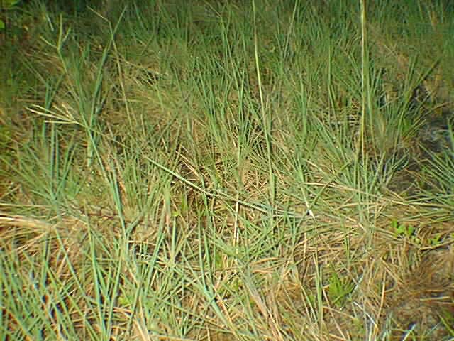 Grass2