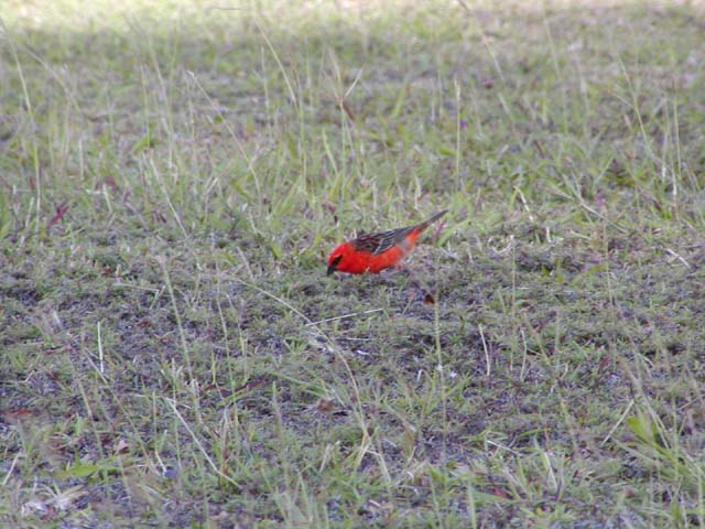 Orange Finch 2