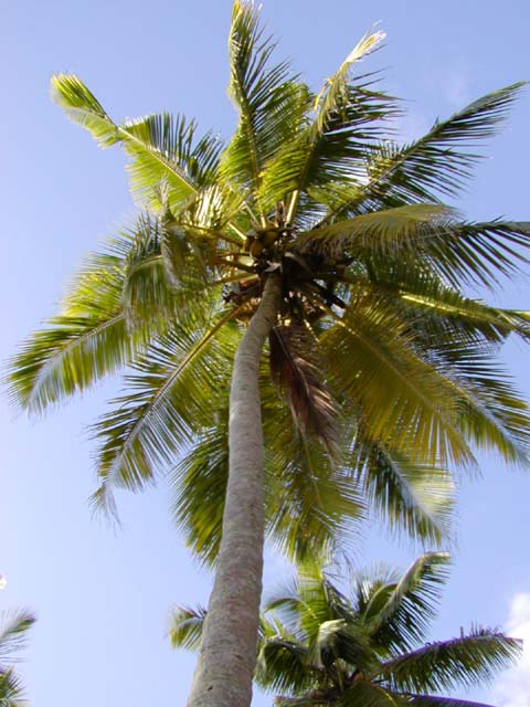 Palm