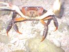 Crab12